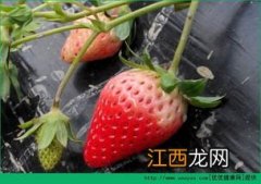 草莓冷冻可以保存多久