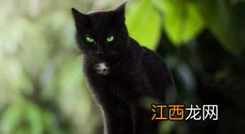 养猫有哪些诡异禁忌 养猫的时候需要知道什么