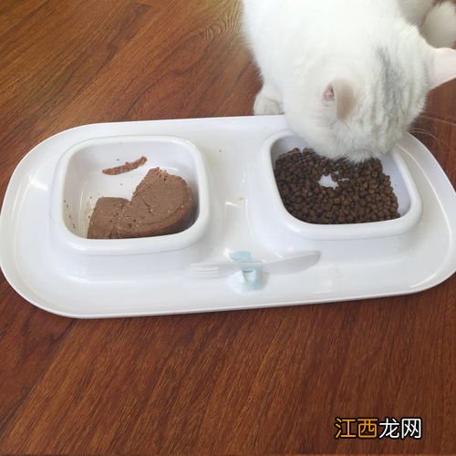 养猫有哪些诡异禁忌 养猫的时候需要知道什么