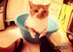 洗猫的正确方式是什么 如何正确洗猫