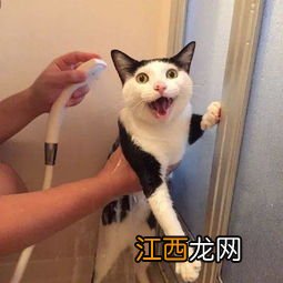 洗猫的正确方式是什么 如何正确洗猫