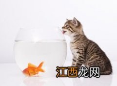 怎么做猫喜欢吃的鱼 如何做猫喜欢吃的鱼