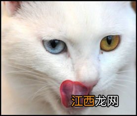 猫咪冬天是不是不爱吃东西-猫咪冬天不爱吃饭怎么办