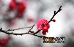 下关梅花怎么样