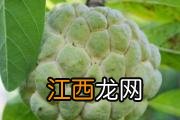 释迦果有些什么食用价值 释迦果有些什么食用好处