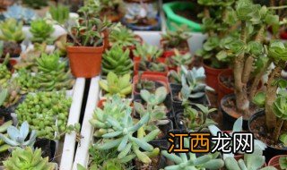 多肉水诱可以晒太阳吗 水养多肉可以晒太阳吗