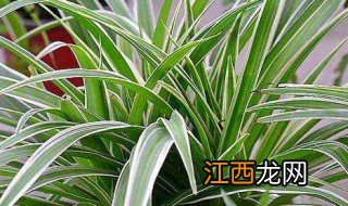 金边吊兰可以晒太阳吗冬季 金边吊兰可以晒太阳吗