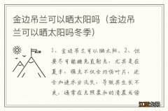 金边吊兰可以晒太阳吗冬季 金边吊兰可以晒太阳吗