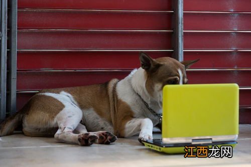 要寄仓鼠怎么办 快递不让寄