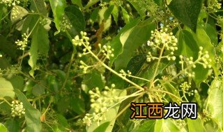 香樟树会开花吗，香樟树会开花吗几月份