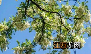 槐树什么季节开花 槐花树什么季节开花