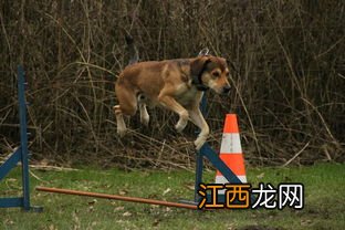 训犬正确方法 如何训犬