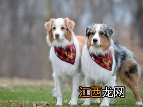 训犬正确方法 如何训犬