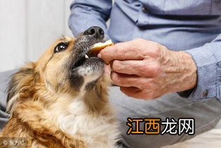 训犬正确方法 如何训犬