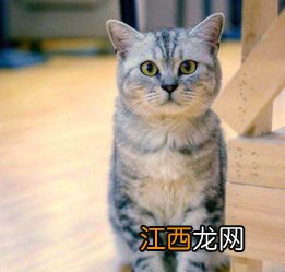 短尾猫的喂养技巧 美国短尾猫怎么喂养？