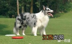 边境牧羊犬如何训练 边境牧羊犬怎么训练