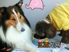 狗狗益生菌的好处 给狗狗吃益生菌的好处