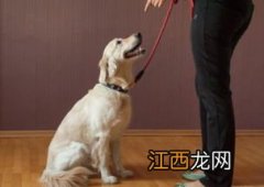 教狗坐下的方法 教狗坐下的方法推荐