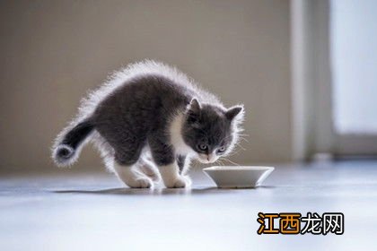 刚戒奶的猫吃什么食物 喂刚戒奶的猫食物介绍