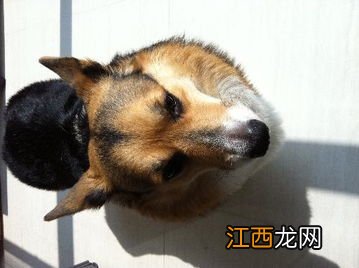 柯基犬的训练方法 柯基犬的训练方法介绍