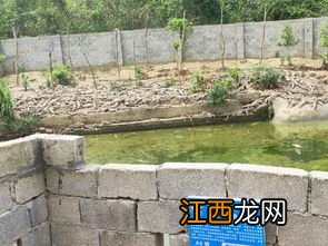 鳄鱼的生活习性 鳄鱼的生活习性介绍