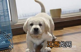 一个月拉布拉多犬喂养方法 怎么喂养幼犬拉布拉多