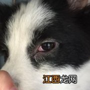 狗狗眼屎多怎么回事啊 狗狗眼屎多解决方法