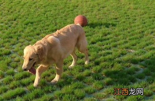 大型犬有哪些 大型犬有什么