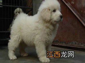 大型犬有哪些 大型犬有什么