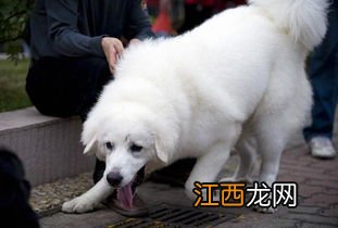 大型犬有哪些 大型犬有什么