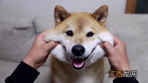 怎么挑选好柴犬 四种方法帮你挑选柴犬