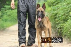 马犬打架有多厉害 马犬打架厉害吗