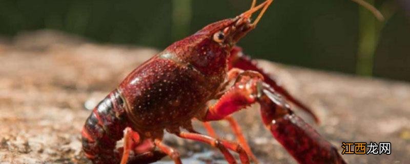 小龙虾是海鲜吗