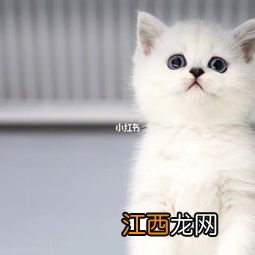 英短渐层怎么挑选 如何挑选英短银渐层?