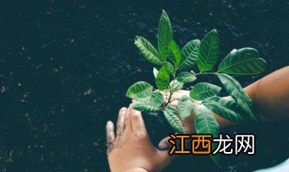 庭院果树种植管理方法 庭院种植果树注意事项