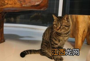 中国猫的饲养方法 如何正确的饲养中国狸花猫