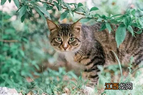 中国猫的饲养方法 如何正确的饲养中国狸花猫