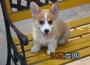 柯基犬怎么挑选呢 如何选择柯基犬