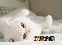 猫咪牙齿外露怎么处理 猫咪牙齿外露处理方法