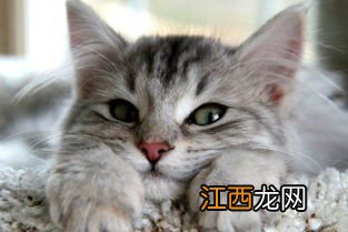 猫咪牙齿外露怎么处理 猫咪牙齿外露处理方法