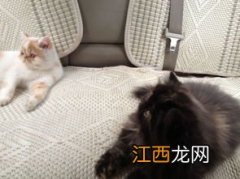 猫咪肠胃不好老吐怎么办 家里的猫经常会吐是什么原因怎么解决