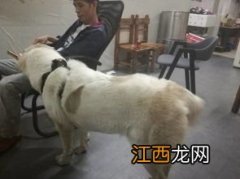 大型犬类有哪些 大型犬类介绍