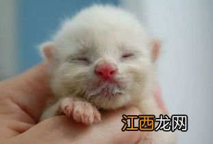 小猫喝奶怎么处理 小猫喝奶处理的方法