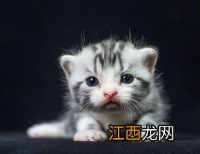 小猫喝奶怎么处理 小猫喝奶处理的方法