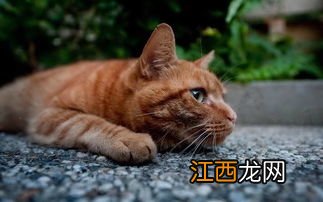 猫可以吃巧克力吗 不能吃巧克力