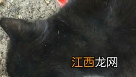 猫可以吃巧克力吗 不能吃巧克力