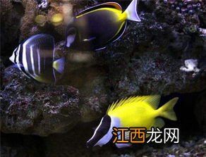 观赏鱼种类大全 观赏鱼介绍