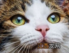 猫咪怎么看人的 猫咪是如何看人的