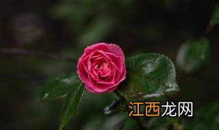 茶花水培多久生根杀菌 茶花水培多久生根杀菌一次