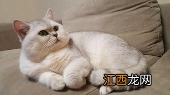 养英短猫的禁忌 大家不妨看一看